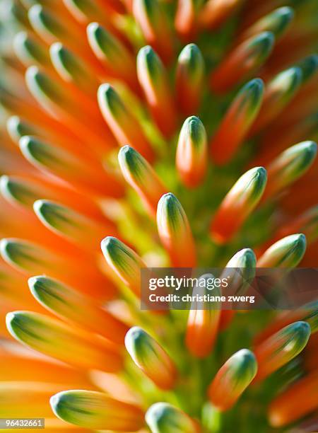 rainbowcoloured flowerbuds - zwerg stock pictures, royalty-free photos & images