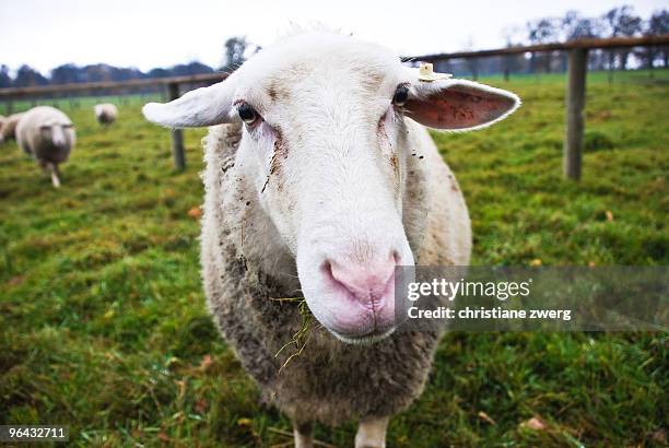 sheep close to the camera - zwerg stock pictures, royalty-free photos & images