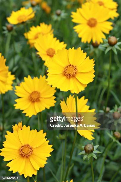 beautiful summer  coreopsis  flowers - garden coreopsis flowers stock pictures, royalty-free photos & images