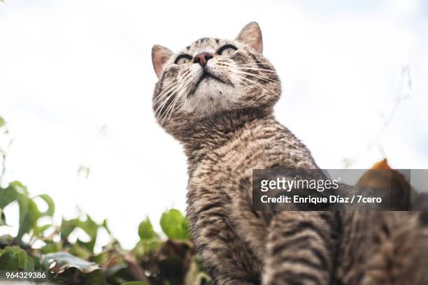 cat looking out to sea in ericeira - animal head on wall stock pictures, royalty-free photos & images