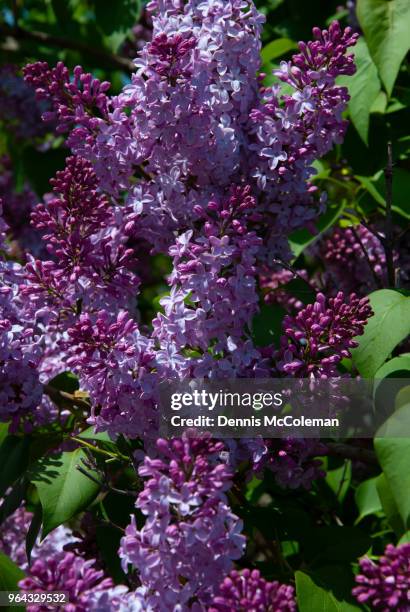purple lilac, ottawa, ontario, canada - dennis mccoleman imagens e fotografias de stock