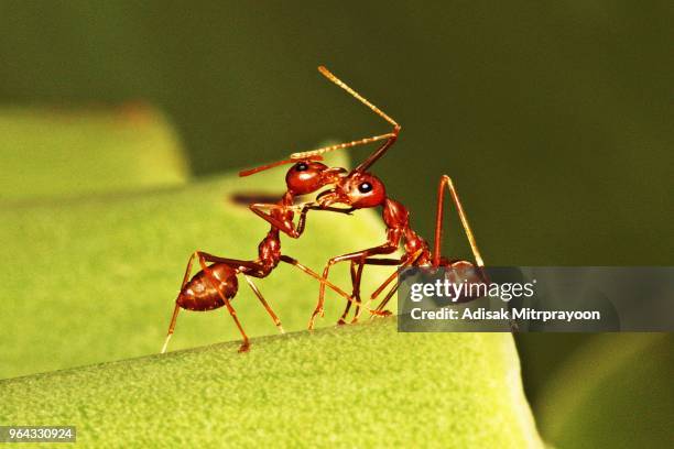 ants talking to each other. - insect mandible stock pictures, royalty-free photos & images