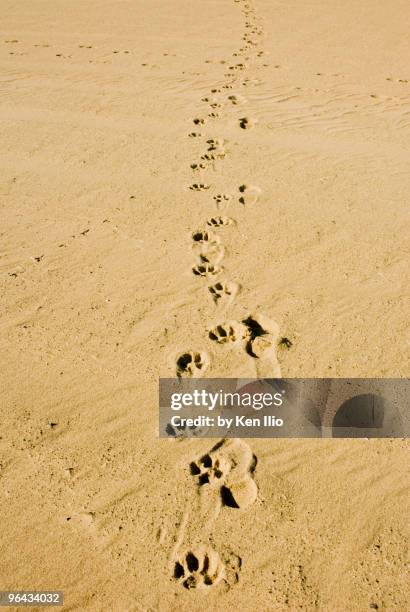 footprints - ken ilio stock pictures, royalty-free photos & images