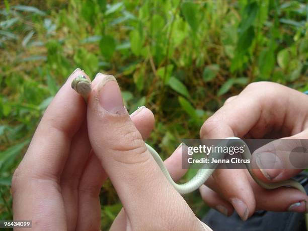 Mini Hand Snake 5,028 Small Snake Stock Photos, High-Res Pictures, and Images - Getty ...