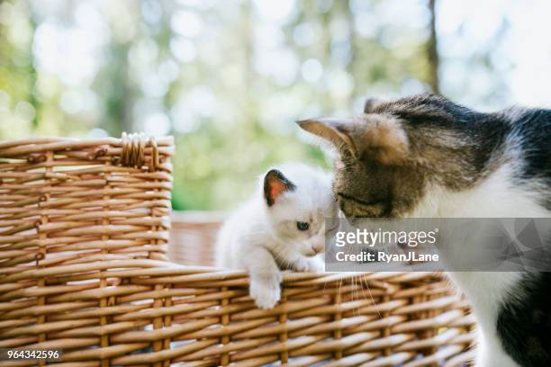 moeder kat snuggles haar schattige kitten buiten - nuzzling stockfoto's en -beelden
