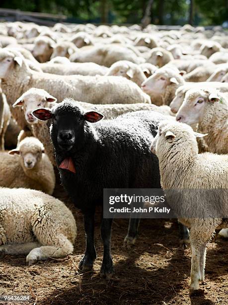 black sheep amongst white sheep - black sheep mammal stock pictures, royalty-free photos & images