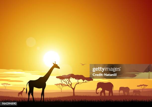 afrika - sunset stock-grafiken, -clipart, -cartoons und -symbole