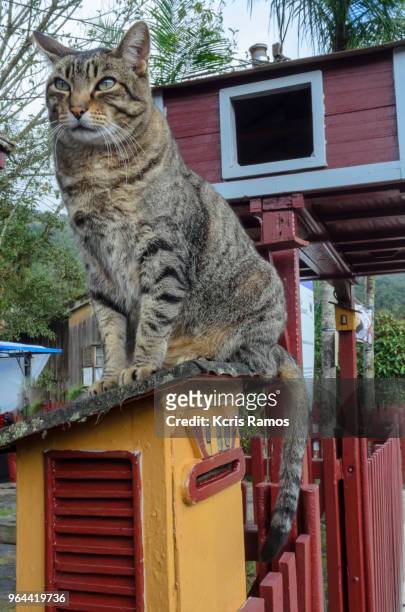 cats, cats, dogs, cats, dogs, cats, dogs, cats, dogs, cats and other animals. appearances), on wooden mailbox, in public place, on sunny day, witches' convention in paranapiacaba, may 26, 2018 in brazil - bengal cat stock pictures, royalty-free photos & images