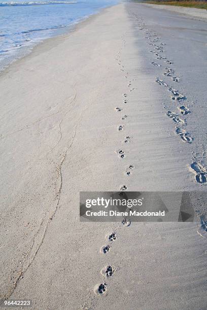 footprints of a man and a dog in the sand - sandy macdonald stock pictures, royalty-free photos & images