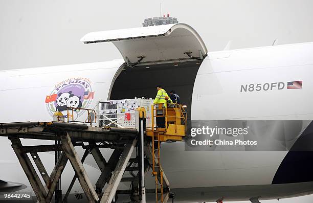 Giant panda is unloaded from the FedEx Panda Express aircraft at the Chengdu Shuangliu International Airport on February 5, 2010 in Chengdu of...