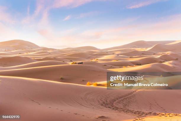 sahara desert - marrakech 個照片及圖片檔