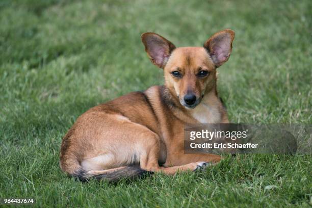 portrait of a dog looking at camera . . - eric schaeffer stock pictures, royalty-free photos & images
