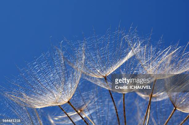 dandelion seen from below france - fan shape stock pictures, royalty-free photos & images