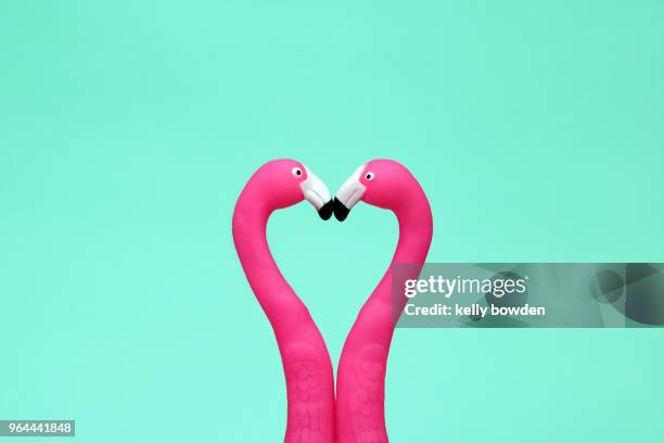 flamingo love heart friends kiss - atividade romântica - fotografias e filmes do acervo