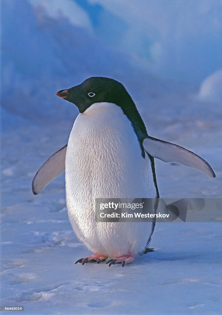 Adelie Penguin on ice, close, low sunlight