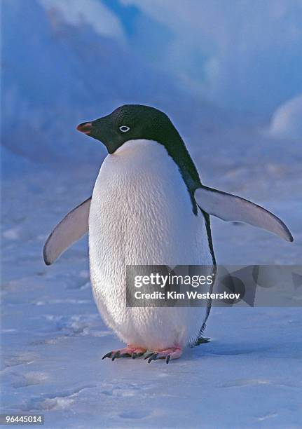adelie penguin on ice, close, low sunlight - westerskov stock pictures, royalty-free photos & images