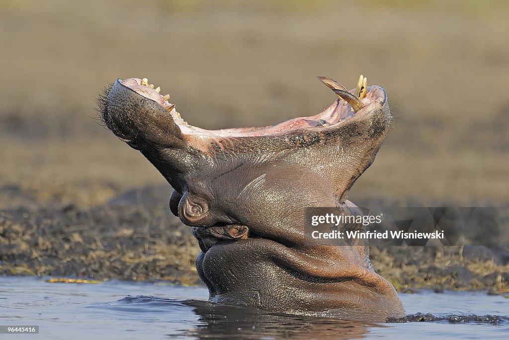 Hippos of Chobe National Park