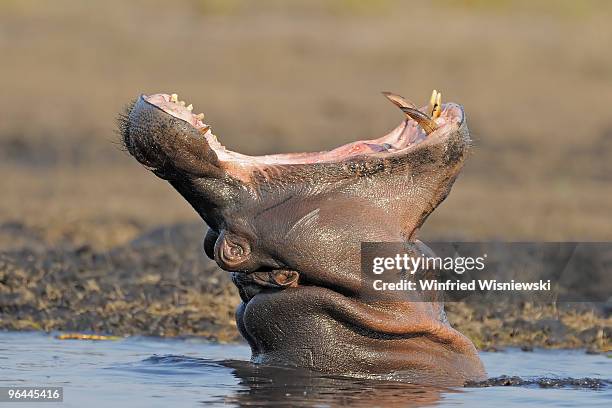 hippos of chobe national park - hipopótamo imagens e fotografias de stock