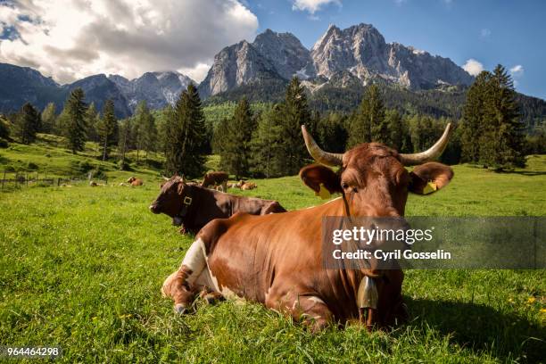 cow and zugspitze - kuh - fotografias e filmes do acervo