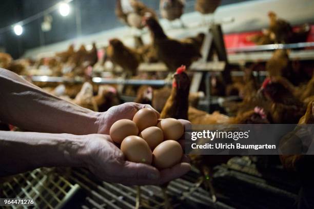 Farm in the Bergisches Land near Nuembrecht. The family run farm produces high quality organic eggs according to Naturland guidelines. The laying...