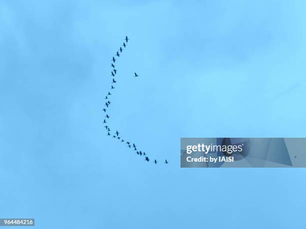 a flock of migratory birds in the sky, in descending movement - sharon plain stock pictures, royalty-free photos & images