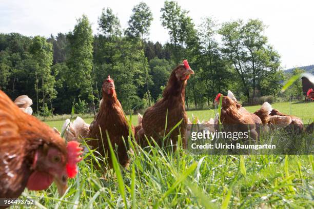 Farm in the Bergisches Land near Nuembrecht. The family run farm produces high quality organic eggs according to Naturland guidelines. The laying...