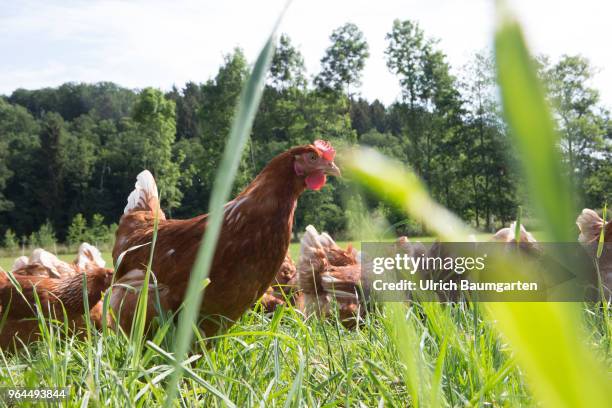 Farm in the Bergisches Land near Nuembrecht. The family run farm produces high quality organic eggs according to Naturland guidelines. The laying...