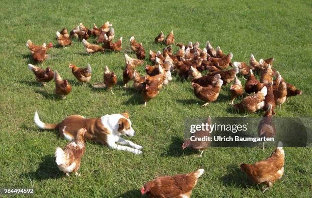 Farm in the Bergisches Land near Nuembrecht. The family run farm produces high quality organic eggs according to Naturland guidelines. The laying...