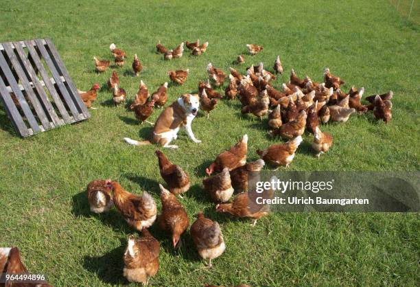 Farm in the Bergisches Land near Nuembrecht. The family run farm produces high quality organic eggs according to Naturland guidelines. The laying...