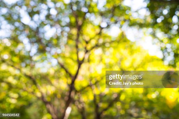 sunshine filtering through foliage - in a japanese garden stock pictures, royalty-free photos & images