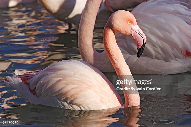 greater flamingo - greater flamingo stock pictures, royalty-free photos & images