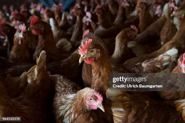 Farm in the Bergisches Land near Nuembrecht. The family run farm produces high quality organic eggs according to Naturland guidelines. The laying...