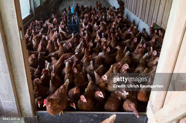 Farm in the Bergisches Land near Nuembrecht. The family run farm produces high quality organic eggs according to Naturland guidelines. The laying...