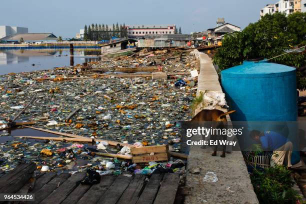 Dog walks along a seawall and plastic trash floating in the water on May 30, 2018 in Jakarta, Indonesia. Indonesia has been ranked the second biggest...