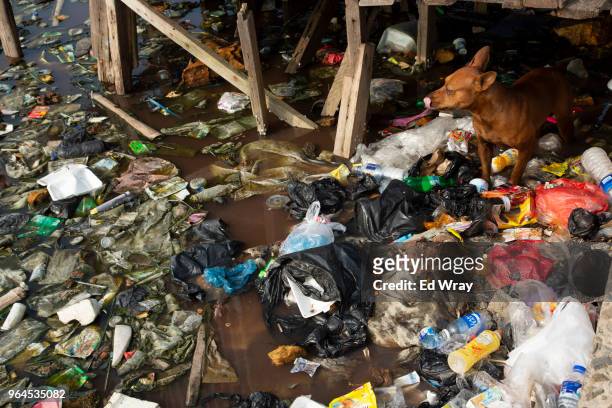 Dog stands on a floating mound of plastic waste at a village on the northern coast on May 30, 2018 in Jakarta, Indonesia. Indonesia has been ranked...