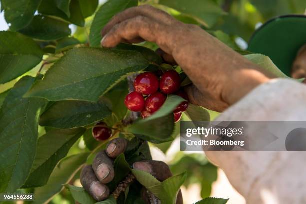 Worker picks cherries during harvest in Lodi, California, U.S., on Tuesday, May 29, 2018. Renewed trade-related tensions with China on Tuesday and...