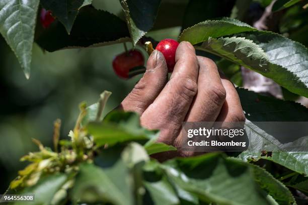 Worker picks cherries during harvest in Lodi, California, U.S., on Tuesday, May 29, 2018. Renewed trade-related tensions with China on Tuesday and...