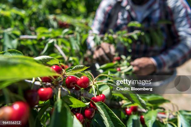 Worker picks cherries during harvest in Lodi, California, U.S., on Tuesday, May 29, 2018. Renewed trade-related tensions with China on Tuesday and...