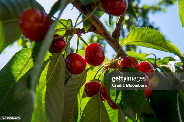 Cherries hang on a tree during harvest in Lodi, California, U.S., on Tuesday, May 29, 2018. Renewed trade-related tensions with China on Tuesday and...
