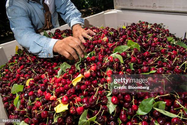 Worker sorts through cherries during harvest in Lodi, California, U.S., on Tuesday, May 29, 2018. Renewed trade-related tensions with China on...