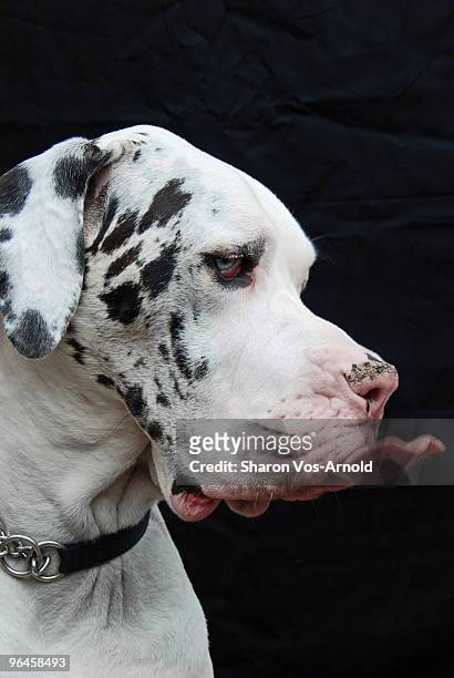 dog with tongue hanging out - speckled sussex stock pictures, royalty-free photos & images