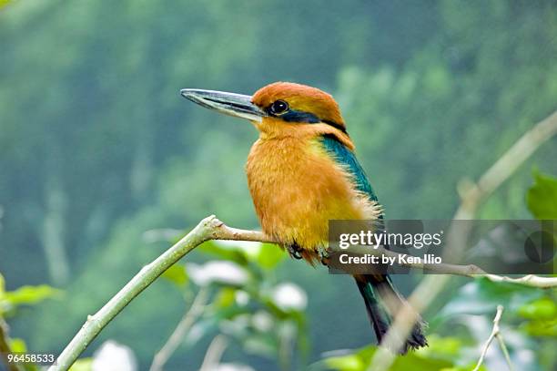 guam micronesian kingfisher - ken ilio stock pictures, royalty-free photos & images