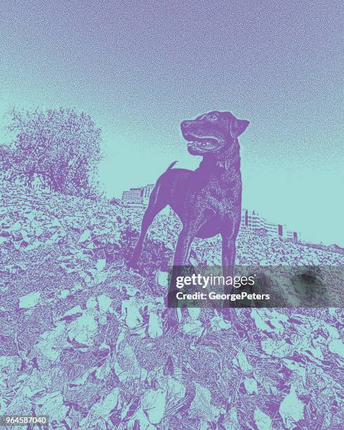 a young chocolate labrador retriever enjoying the outdoors - brown labrador stock illustrations
