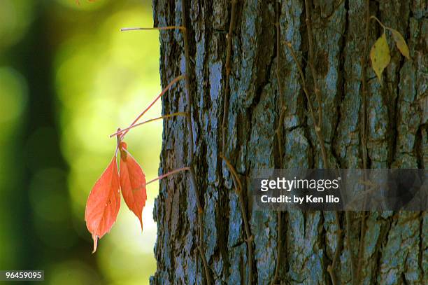 two autumn leaves - ken ilio fotografías e imágenes de stock
