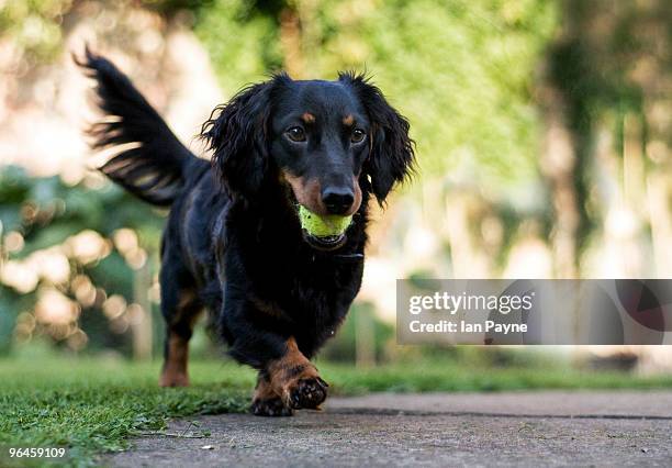 dachshund dog - carrying in mouth stock pictures, royalty-free photos & images