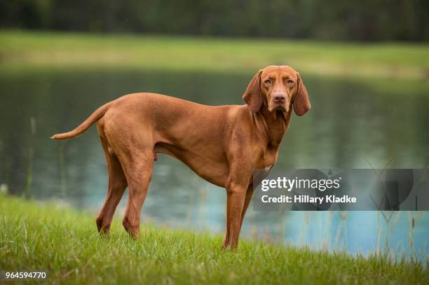 muscular vizsla stands on edge of lake - vizsla photos et images de collection