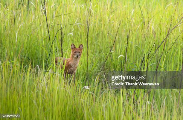 asian wild dog, dhole in the field - wolf only white background stock pictures, royalty-free photos & images