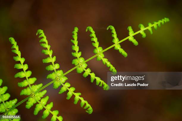 closeup image of hay-scented fern - hay scented fern stock pictures, royalty-free photos & images