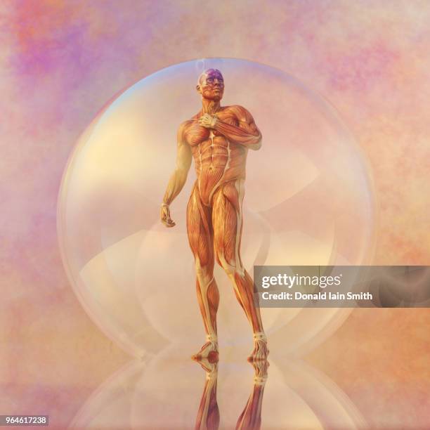 male anatomical model strikes confident pose in transparent sphere - anatomia foto e immagini stock