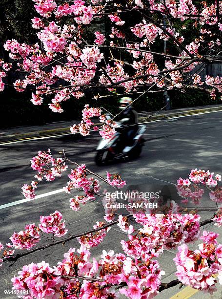 Motorist drives past a blossoming cherry tree in Taipei on February 4, 2010. Cherry blossoms in Taiwan have begun to bloom earlier than the normal...